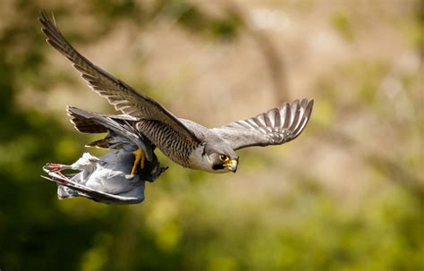 The breeding population of Peregrine Falcon Falco ...