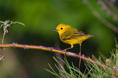 The bright, sweet song of the Yellow Warbler is a familiar ...