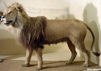 The Cape Lions  Panthera leo melanochaita  of the Museum ...