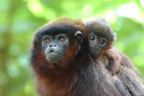 The Caquetá Titi is a species of monkey whose babies purr like cats ...
