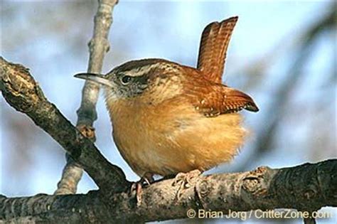 The Carolina wren  Thryothorus ludovicianus  was ...