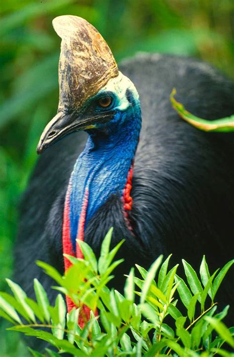 The cassowary | DinoAnimals.com