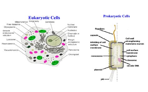 The Cell | Biochem Rocks