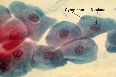 The Cell   Prokaryotic and Eukaryotic Cells