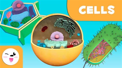 The cell: Structure, functions and its parts   Science for ...