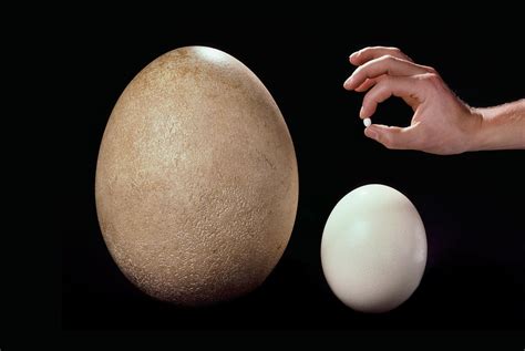 The Champion Egg Layers of the Bird World | Audubon