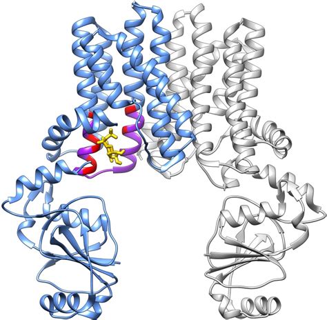 The Chemistry of Phospholipid Biosynthesis – NYSBC