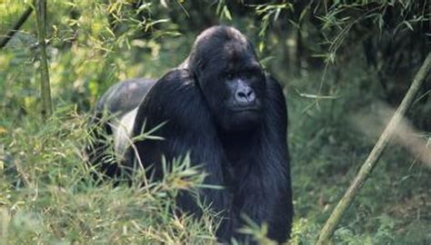 The Climate for Mountain Gorillas | Animals   mom.me