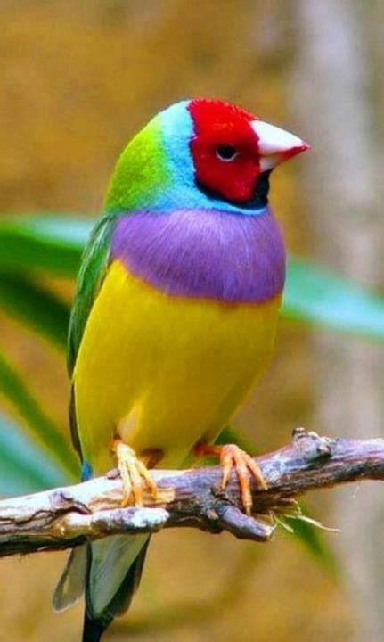 The Colorful White: Colorful Bird