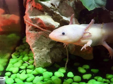 The Complete Care Guide For Axolotls   Think Outside The Tank