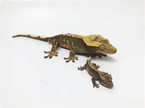 The crested gecko  Correlophus ciliatus  is a species of gecko native ...
