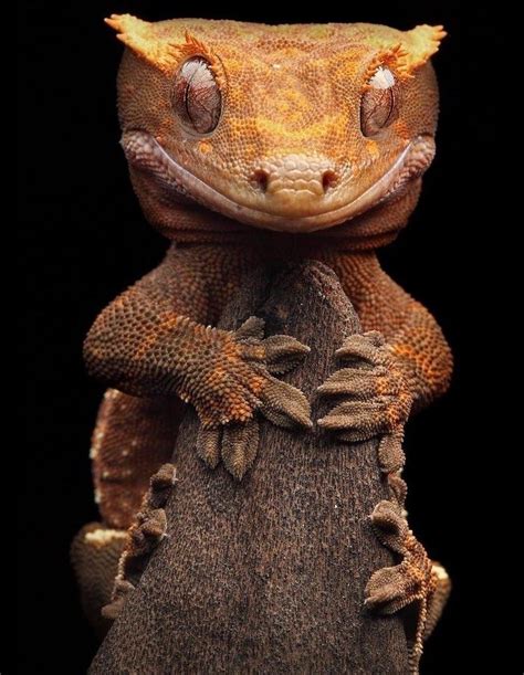 The Crested Gecko looking majestic. : interestingasfuck