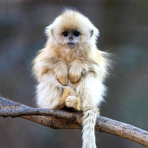 The Cutest Monkey | Monkey breeds, Animals, Cute monkey