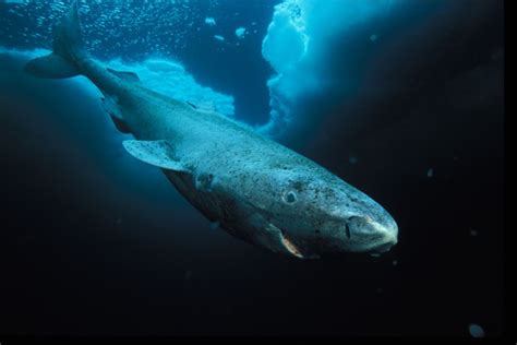 The Dangerous Secrets Of The Greenland Shark