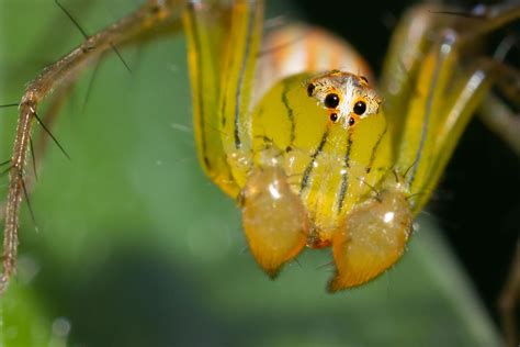The Deadliest Spiders in the World   WorldAtlas