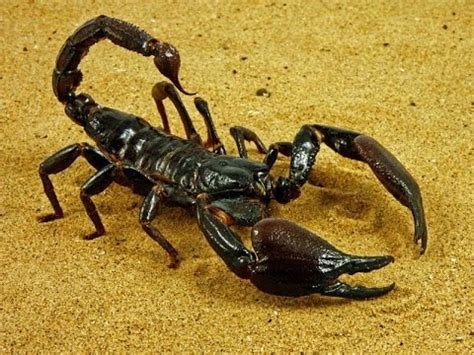 The Deadly Desert Scorpion minutes to death   Arabian ...