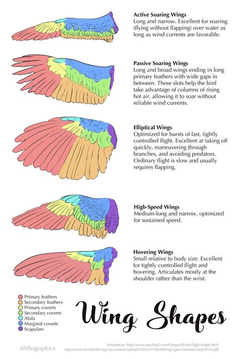 The different types of wing shapes for birds and what kind ...