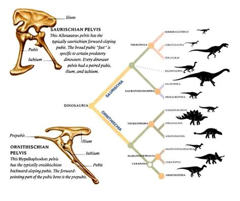 The dinosaurs who evolved into birds weren’t bird hipped ...