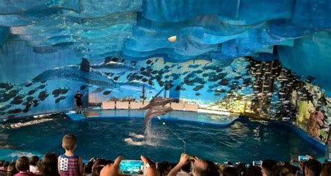The dolphin show   Picture of L’Aquarium de Barcelona ...