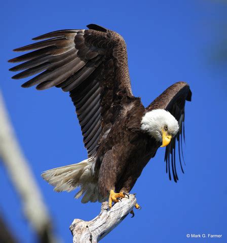 The Eagle has Landed by live4storms Photo | Weather ...