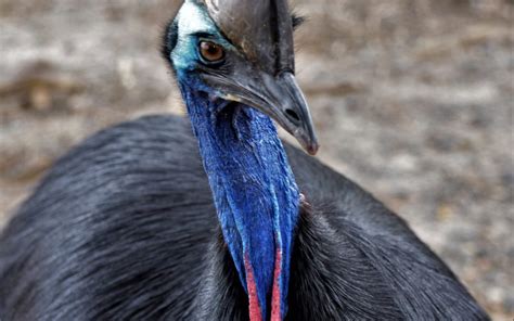 The Endangered Southern Cassowary | Brettacorp Inc.