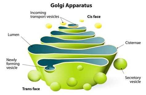 The Endoplasmic Reticulum and Golgi Body: What’s the ...