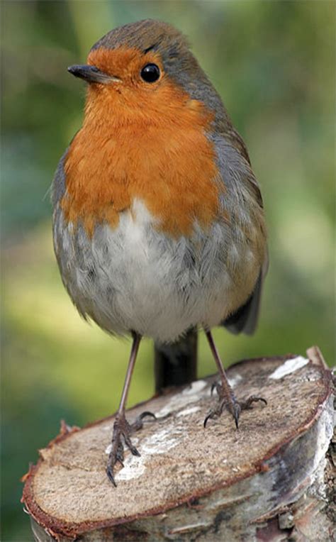 The European Robin: Britain s National Bird | HubPages