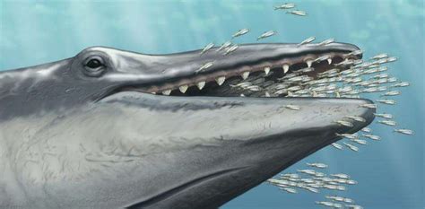 The evolution of the baleen in whales