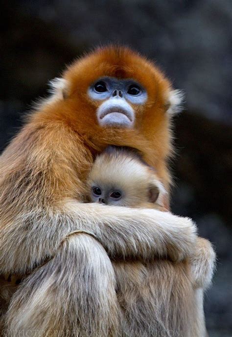 The Fascinating Monkey | Animals beautiful, Types of monkeys, Pet monkey
