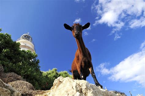 The fauna   The Balearic Islands   Spain
