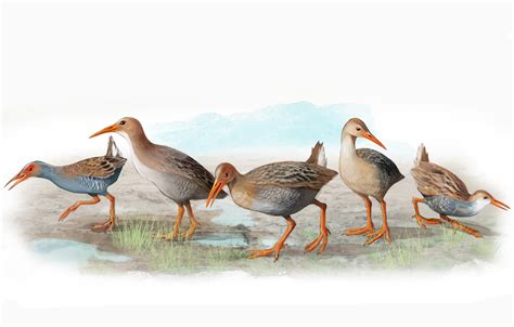 The five bird species that Darwin couldn’t discover in ...