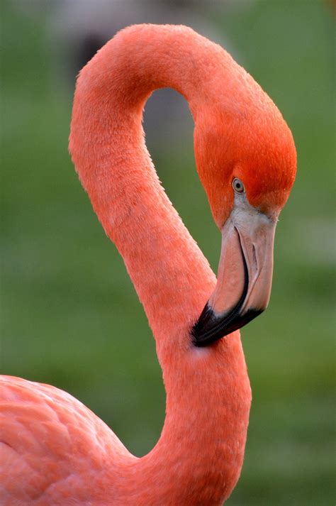 The Flamingo