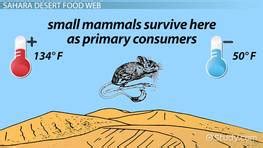 The Food Web of the Pacific Ocean   Video & Lesson ...