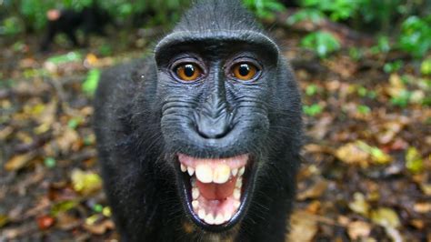 The Funkiest Monkeys | Nature, Trailer | PBS   YouTube