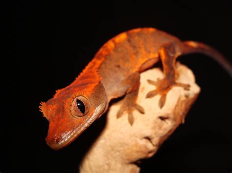 The Gecko Zone : The Crested Gecko