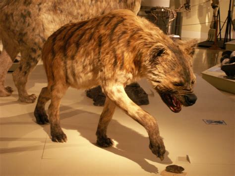 The Giant Mammals of the Cenozoic Era