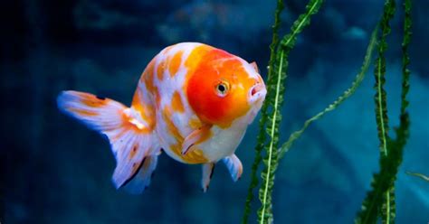 The great goldfish attention span myth – and why it’s ...