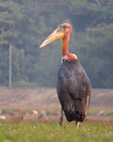 The greater adjuntant stork | Aves, Anfibios y Reptiles