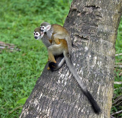 The Guianan’s Squirrel Monkey Is One Of The Cleverest ...