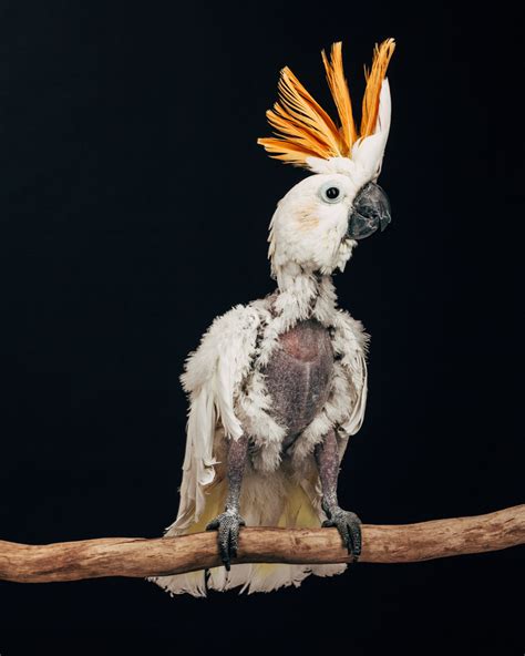 The heartbreaking world of captive exotic birds | MNN ...