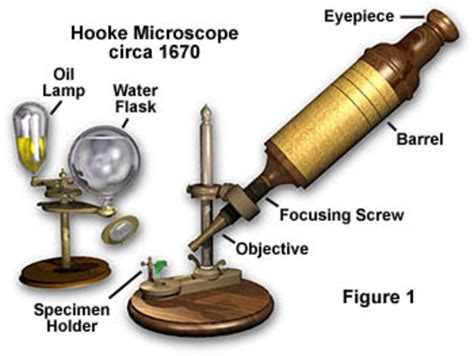 The History of Microscopes timeline | Timetoast timelines