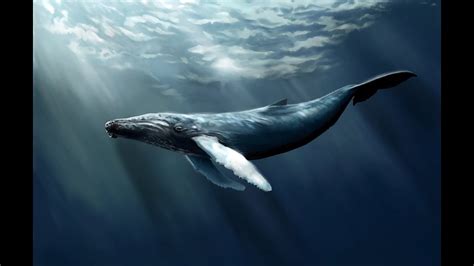 The Humpback Whale Jumping Out Of Water Will Amaze You ...