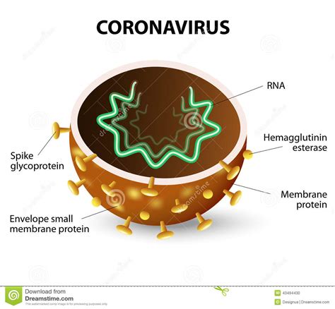 The Inside Of A Coronavirus Stock Vector   Image: 43494430