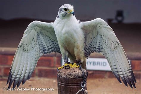 The International Center For Birds Of Prey Photography