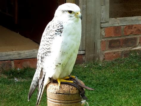The International Centre for Birds of Prey  Newent ...