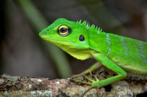The Kambatik Park, Bintulu.: Reptilia watch album   Green crested lizard