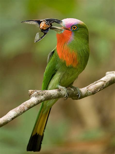 The Life of Sweet Birds: RED BEARDED BEE EATER