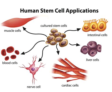 The Little known Advantages and Disadvantages of Stem Cell ...