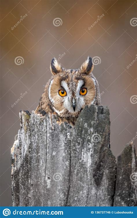 The Long eared Owl Asio Otus . The Long eared Owl Female Hatches On ...