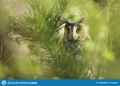 The Long eared Owl   Asio Otus, Wild Bird in a Natural Habitat. Stock ...